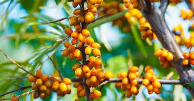 Как посадить и ухаживать за облепихой?