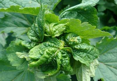 Скручиваются листья у смородины