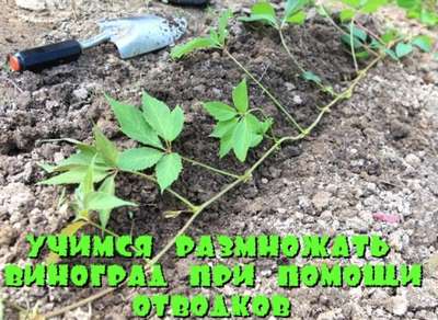 Как размножается девичий виноград?