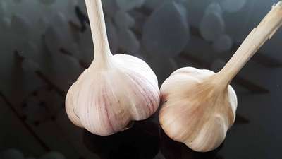 Сорт чеснока Парус