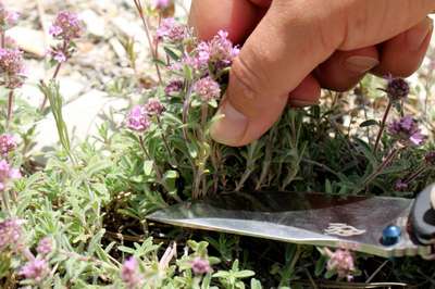 Как и когда собирать чабрец?