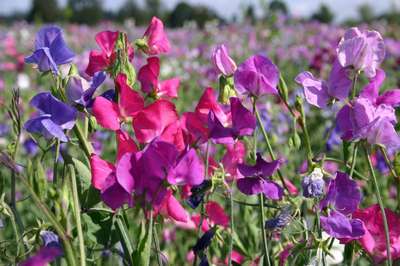 Душистый горошек