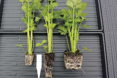 Пикировка сельдерея