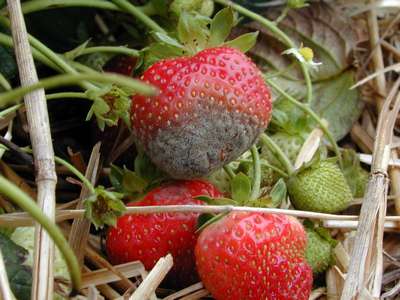 Серая гниль клубники
