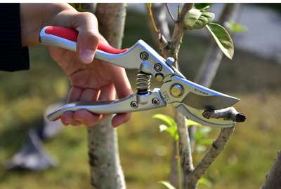 Лучшие секаторы (рубрика?)