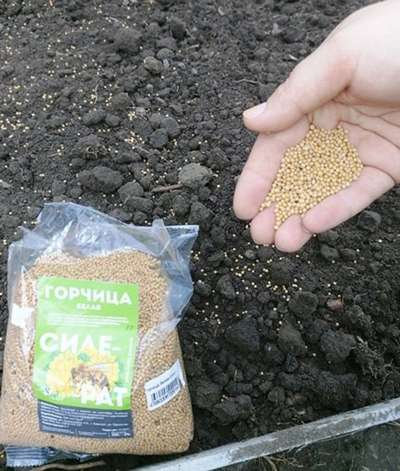 Как посадить горчицу для удобрения почвы осенью?