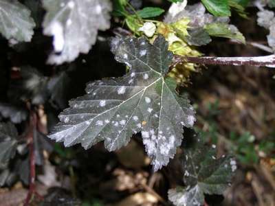 Белый налет на смородине