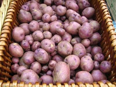18 лучших ранних сортов картофеля