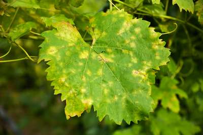 Пятна листьев винограда