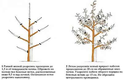 Обрезка сливы весной, летом и осенью