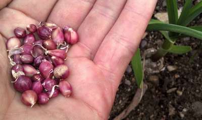 Как посадить чеснок семенами бульбочками?