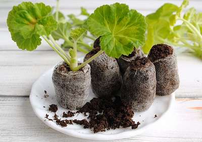 Как вырастить рассаду в торфяных таблетках?