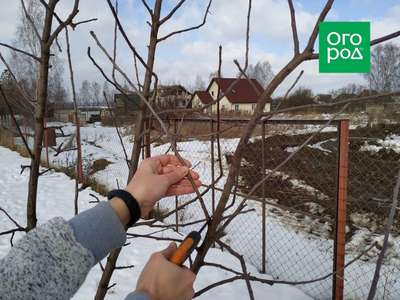 Как обрезать яблоню зимой?
