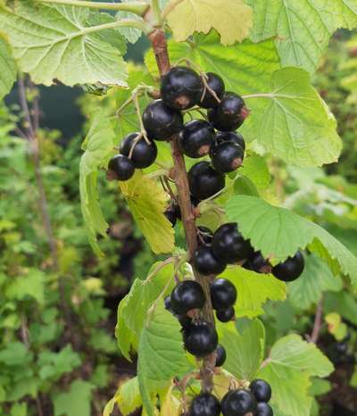 Сорт черной смородины Дачница