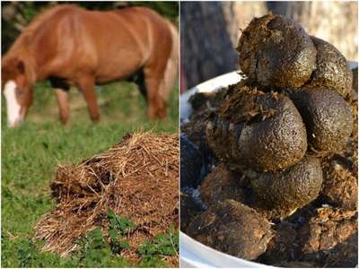 Конский навоз