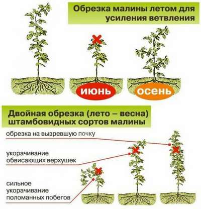 Летняя обрезка малины