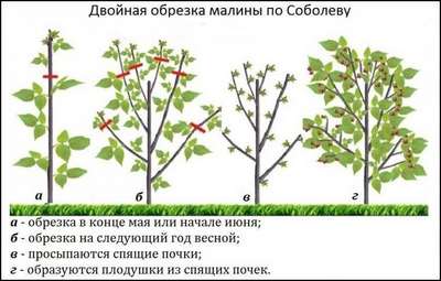 Сроки обрезки малины после сбора урожая