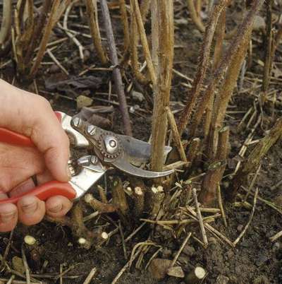 Обработка малины после сбора урожая