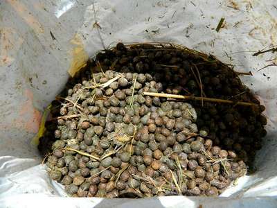 Кроличий навоз