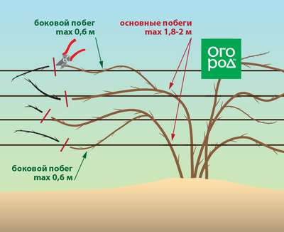 Как обрезать ежевику весной?