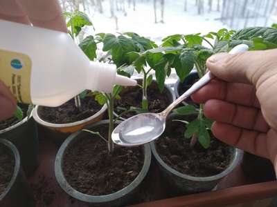 Подкормка рассады томатов народными средствами