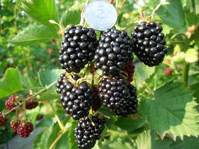 Сорт ежевики Лох Тей