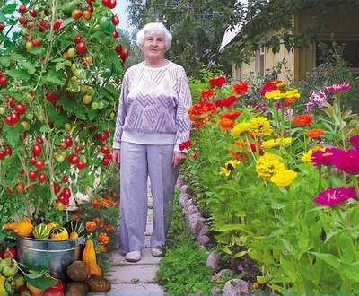 Как вырастить томаты в пеленках от Галины Кизимы?