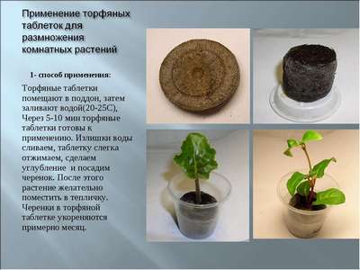 Применение торфяных таблеток для рассады