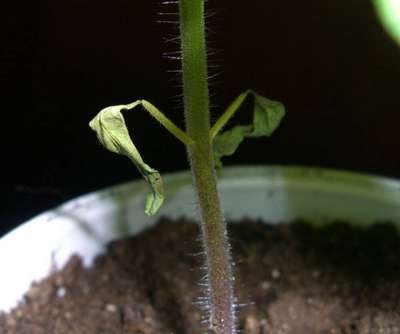 Опадают листья у рассады томатов