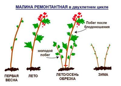 Как обрезать малину летом после сбора урожая?