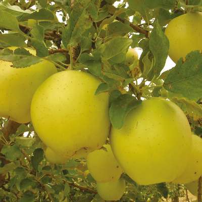 Сорт яблони Голден-делишес