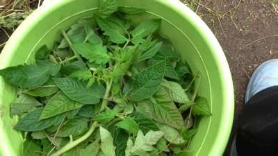 Ботва томатов как удобрение