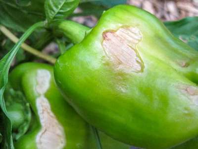 Заболевания болгарского перца