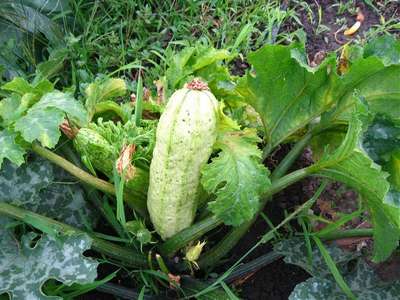 Заболевания кабачков