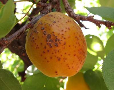 Заболевания абрикоса