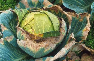 Заболевания капусты