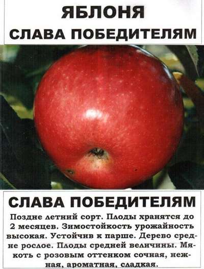 Яблоня Слава победителям: описание сорта, посадка и уход