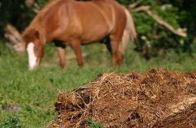 Конский навоз