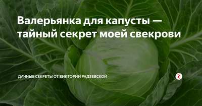 Валерьянка для капусты