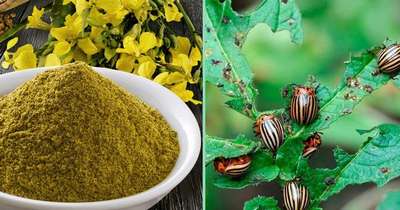 Горчица от вредителей