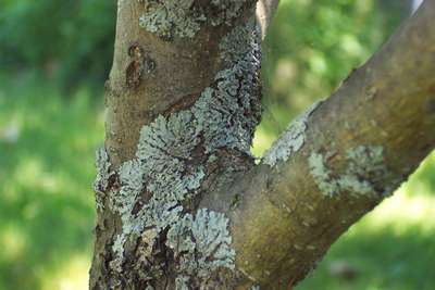Заболевания плодовых деревьев
