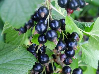 Сорта смородины, устойчивые к заболеваниям