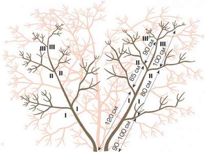Как обрезать калину осенью?