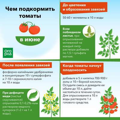 Чем подкормить томаты во время плодоношения и цветения?