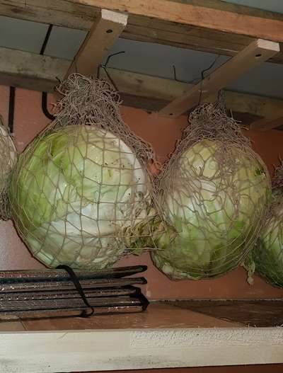 Хранение капусты в погребе зимой