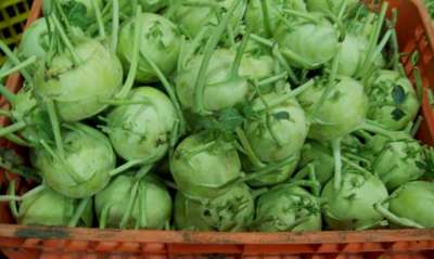 Хранение капусты Кольраби