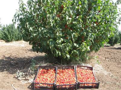 Посадка кизила и уход