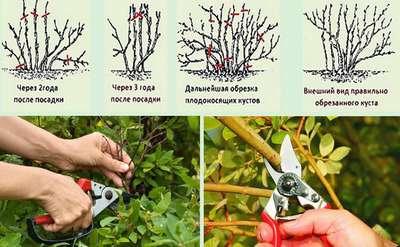 Как обрезать жимолость весной?