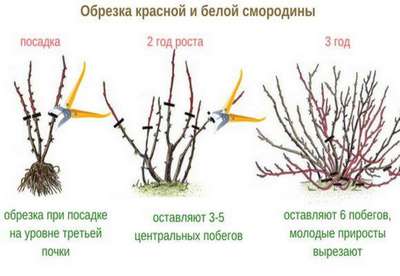 Как обрезать красную смородину после сбора урожая?