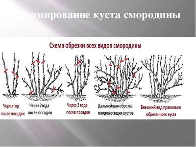 Обрезка красной смородины весной, летом и осенью